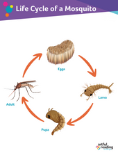 Ages 9-11: Why Mosquitoes Buzz in People's Ears (AR on the Go)