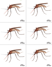 Ages 9-11: Why Mosquitoes Buzz in People's Ears (AR on the Go)